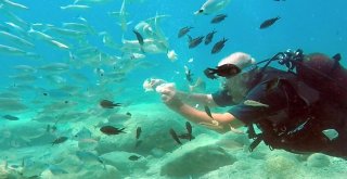 Turistlerin Yeni Gözdesi Su Altında Ekmekle Balık Beslemek