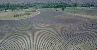 Burdurda Aromatik Bitkilerin Yağı Çıkartılıyor