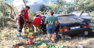 Alkollü Sürücü Otomobiliyle Yol Kenarındaki Zeytin Ağacının Üstüne Uçtu