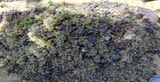 Eruhta Pekmez Yapımına Başlandı