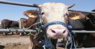 Hayat Ağacı Derneği 120 Adet Kurban Kesti