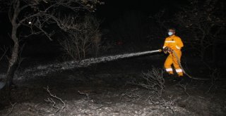 Ayvalıkta Zeytinlik Yangını