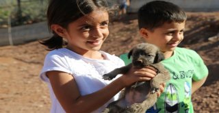Minikler, Bakıma Alınan Sokak Hayvanlarını Sevdi