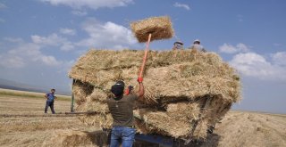 Karsta Sıcak Havada Çiftçilerin Ot Toplama Mesaisi