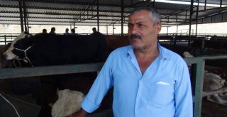 Manisa Hayvan Pazarında Padoklar Boş Kaldı