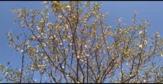 Elma Ağaçları Zamansız Çiçek Açtı