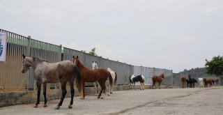 ADALAR'DA YENİ DÖNEM BAŞLADI