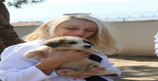 Manisada Hayvan Bakım Merkezi Bayramda Görevde