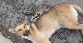 (Özel) Köpekten Yavru Kediye Anne Şefkati