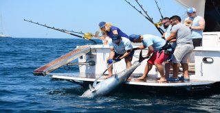 Ünlü İş Adamlarının Katıldığı Balık Turnuvasında 118 Kiloluk Orkinos Tutuldu