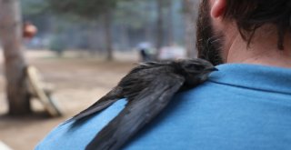 Gizemini Koruyan Ebabil Kuşu Karabükü Yurt Edindi