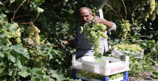 Üzümde Bereket Yılı, Türkiyenin Yarısı Elazığdan Ürün Alıyor