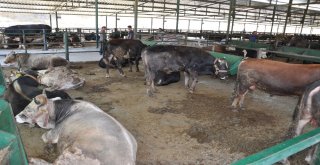 Firari Düve Bir Yıl Sonra Ortaya Çıktı