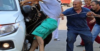 Kaçan Boğa, Aileye Bayramı Zehir Etti