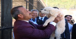 Türkiyenin En İşlevsel Hayvan Bakımevi Tuncelide Açıldı