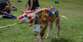 Buzağılar Görücüye Çıktı