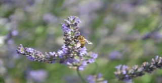 (Özel Haber) Köylüyü Lavanta Balı Kurtaracak