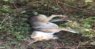 Sokak Köpeği Vurularak Öldürüldü