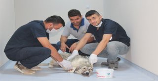 Ölüme Terk Edilen Köpek Koruma Altında