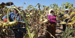 Tavas Ovasında Ayçiçeği Hasadı Başladı