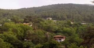 Fatih Portakal Denizi Değil Yeşili Seçti