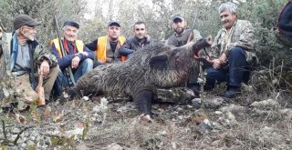 (Özel Haber) Bursanın Dağ Yörelerini Domuzlar Bastı