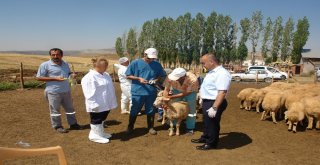 Aşılama Ve Küpeleme Çalışmaları Devam Ediyor