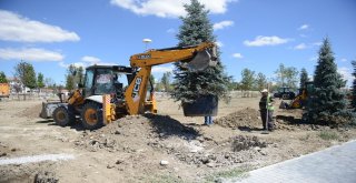 Çorum Belediyesi 40 Bin Yetişmiş Ağaç Dikecek