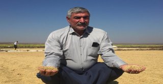 Diyarbakırda Pirinç Hasadı Başladı