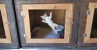 (Özel Haber) Sokak Hayvanları İçin Sosyal Sorumluluk Projesi