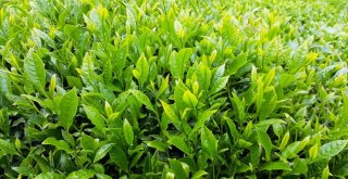 Dünyada Çayın Merkezi: Sri Lanka