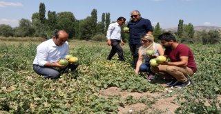 Muz Tadındaki Bağrıbütün Kavunun Hasadı Başladı