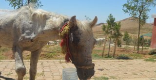 (Özel) Mardinde İşkence Gören At Tedavi İçin İstanbula Gönderildi