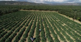 (Özel Haber) İznikin Kabakları Almanyaya İhraç Ediliyor