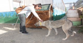 Ölüme Terk Edilen Köpek, Engellilerin ‘Dostu Oldu