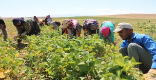 Türkiyenin İlk Fasulye Hasadı Niğdede Başladı