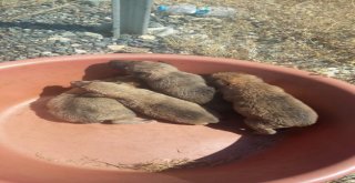 Yavru Köpeklere Önce Belediye Sonra Bir Anne Köpek Sahip Çıktı