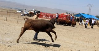 Kaçan Kurbanlık Dana Trafiğe Daldı