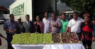 Taze İncire Zeybekli İhracat