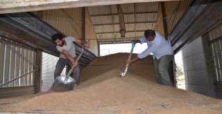 Çiftçiler, Tmonun Buğday Alımından Memnun