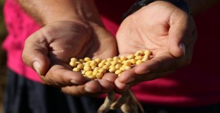 Adana Soya Üretiminde Türkiye Birincisi