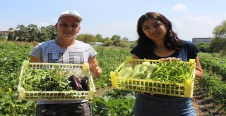 (Özel Haber) Hem Üniversite Okuyor, Hem De Organik Sebze Üretiyorlar