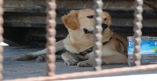 Sahibini Bekleyen Köpek Merdiven Altından Ayrılmıyor