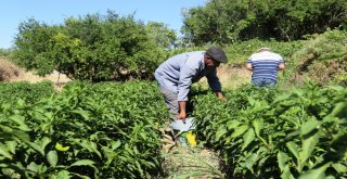 Bu Biber Başka Yerde Yetişmiyor