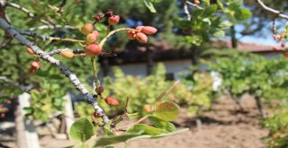 Cevizin Harman Olduğu Yerde Antep Fıstığı Yetiştirdi