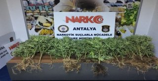 Antalyada Torbacı Avı