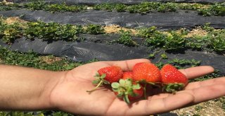 Genç Çiftçi Tut İlçesinde Doğal Çilek Yetiştirmeye Başladı