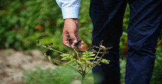 Bursada Tarlaları Fareler İstilâ Etti