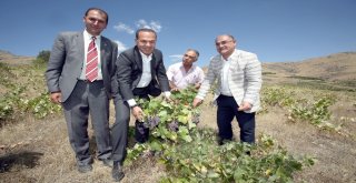 Saimbeyli Ve Pozantı Yeniden Üzüm Diyarı Oluyor