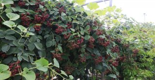 Küçükçekmeceliler Pazara Gitmiyor, Bahçeye İniyor